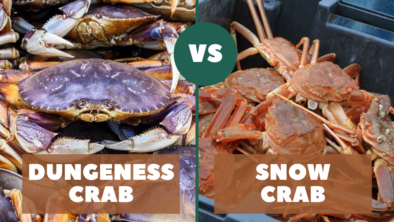dungeness crab vs snow crab