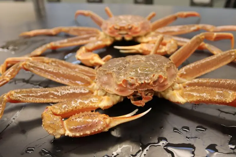 snow crab - delicate delight From North